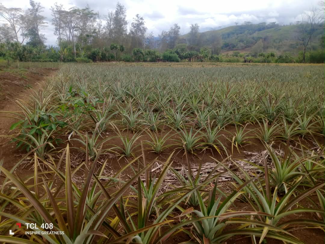 A tended garden of young pineapple plants stretching across a Kun Valley hillside
