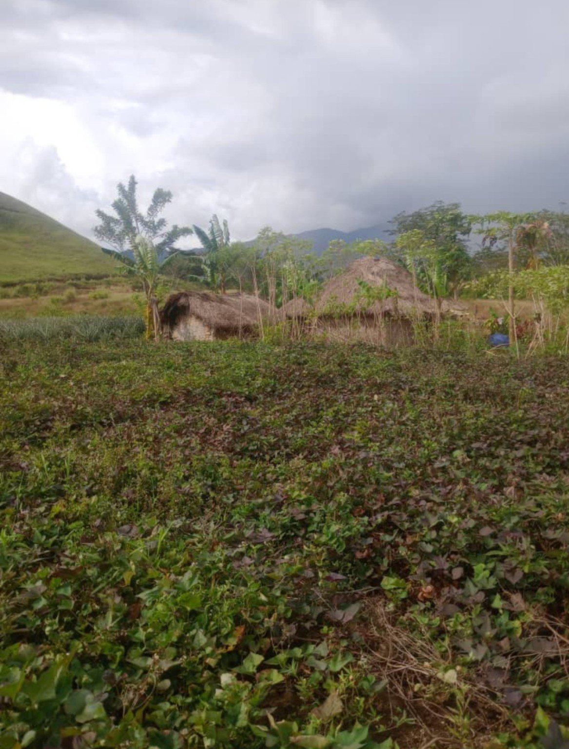 Thatched village houses among cultivated gardens in the Western Highlands